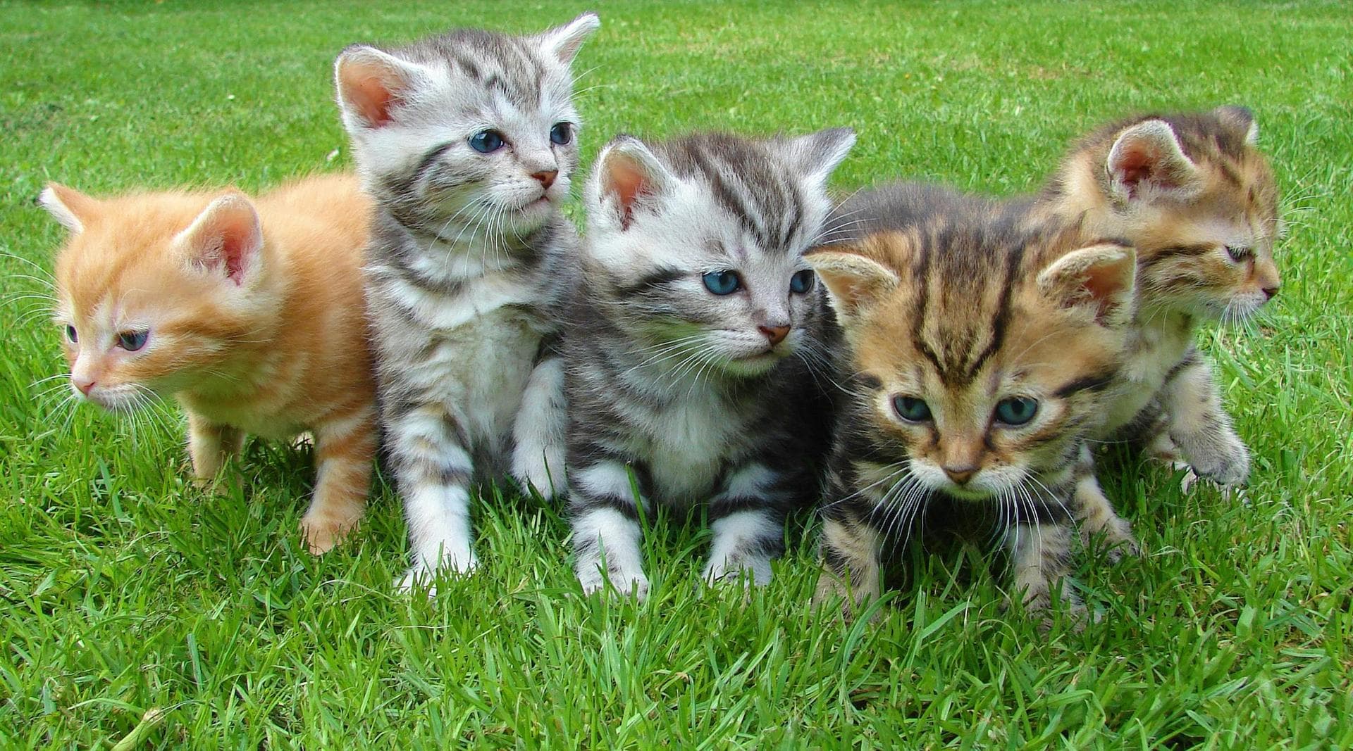 Specialist Vets in Lexington
