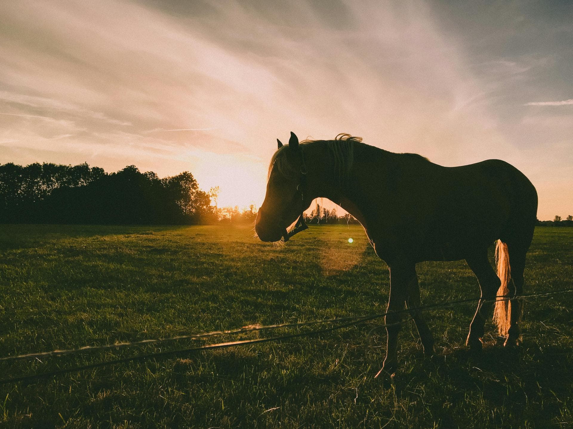Farm & Large-Animal Vets near Lexington