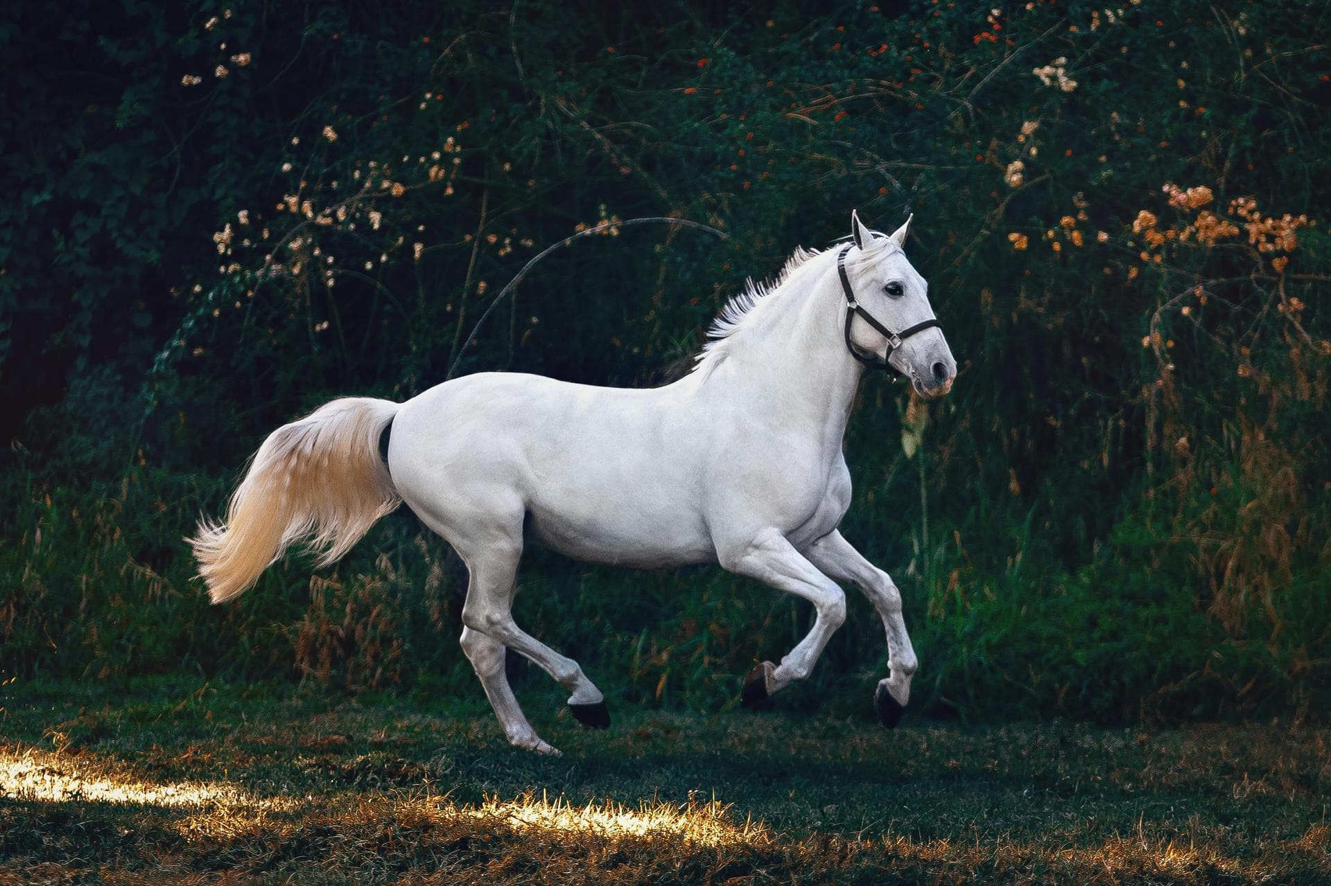 Specialist Vets in Lexington