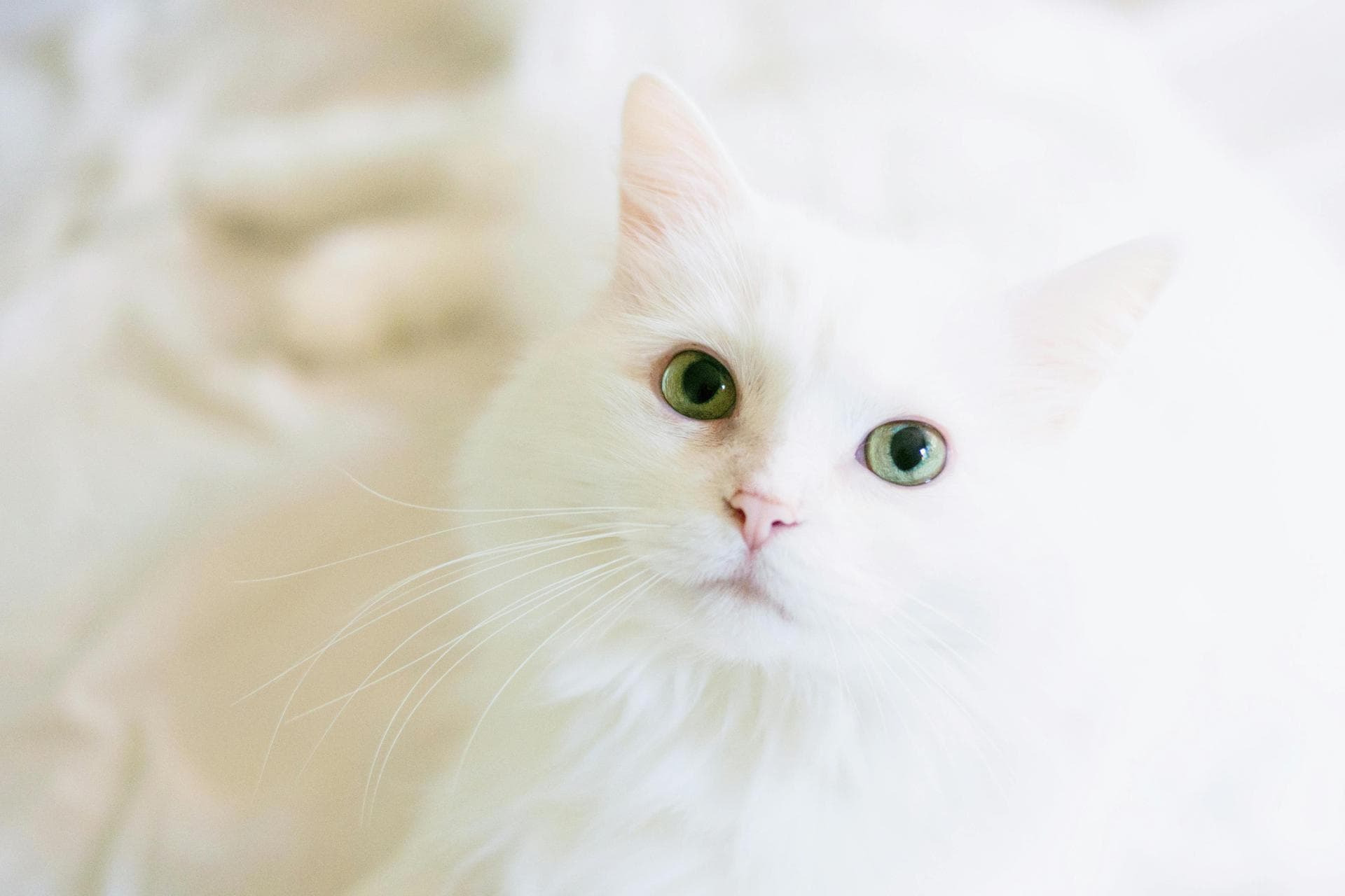 Dog & Cat Vets in Lexington